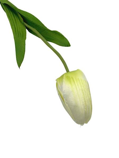 Tulipan gałązka 50 cm kremowo zielony