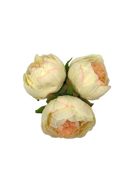 Piwonia główka 9 cm kremowo brzoskwiniowa