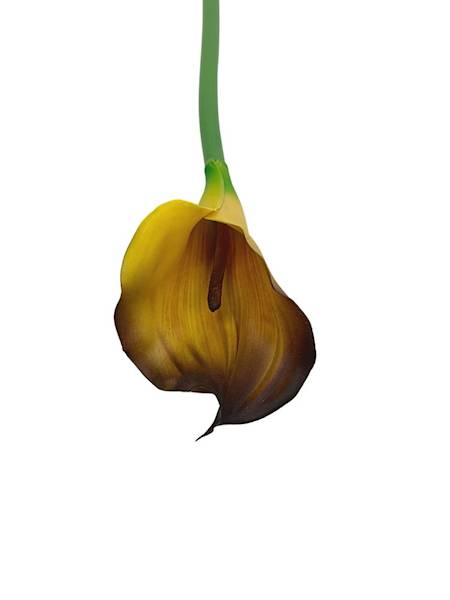 Kalia gumowa gałązka 70 cm brąz