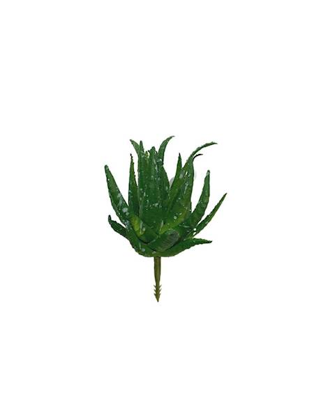 Sukulent 10 cm zielony z nakropieniami