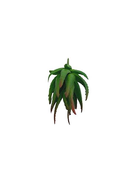 Sukulent 10 cm zielony z czerwienią