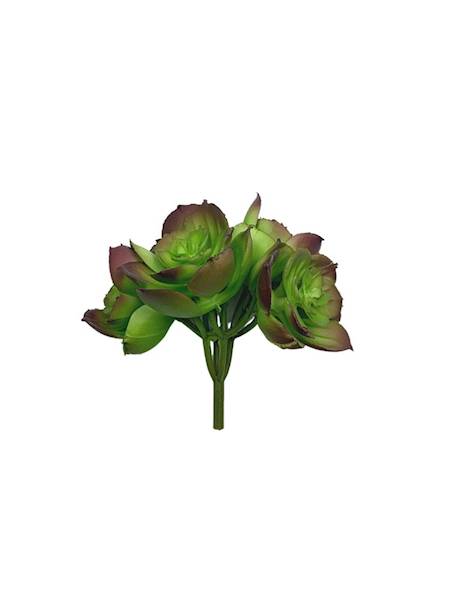 Sukulent gumowy 10 cm zielony z fioletem