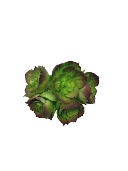 Sukulent gumowy 10 cm zielony z fioletem