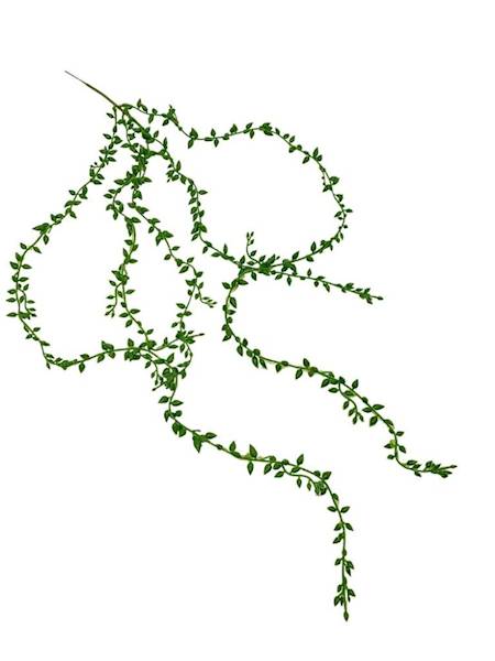 Sukulent senecio 94 cm zielony