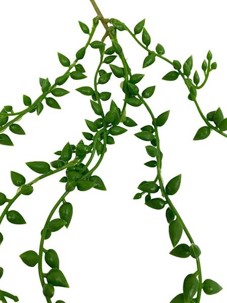 Sukulent senecio 94 cm zielony