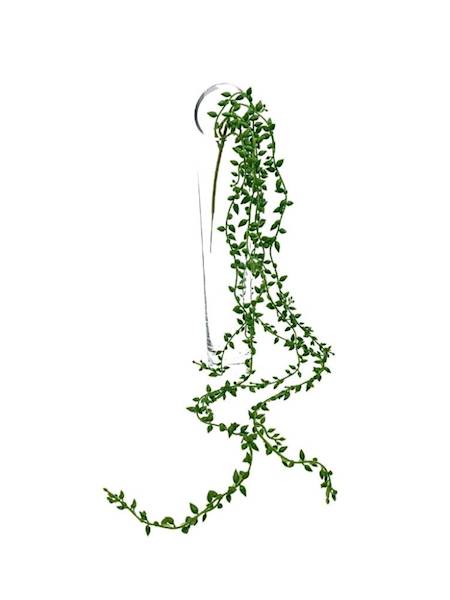 Sukulent senecio 94 cm zielony