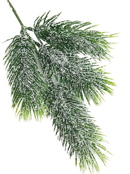 Jodła ośnieżona gałązka 30 cm