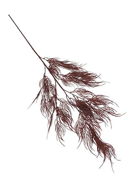 Trawa ozdobna 105 cm bordo