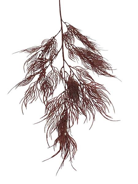 Trawa ozdobna 105 cm bordo