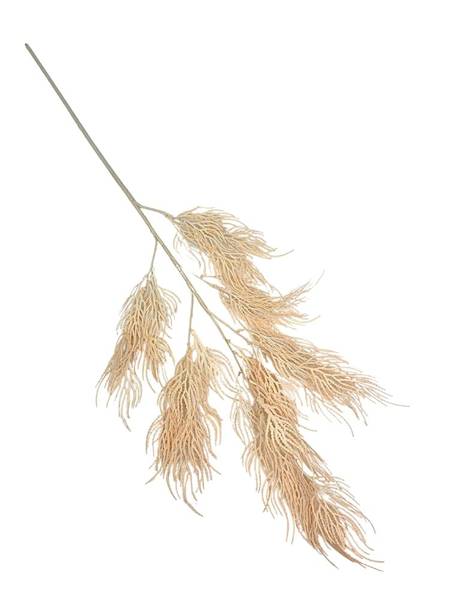 Trawa ozdobna 105 cm jasna brzoskwinia