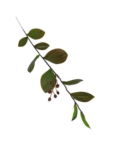 Mirt krepowy gałązka 52 cm