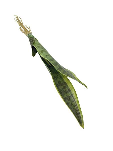 SANSEWIERA 42 CM ŻÓŁTO ZIELONA