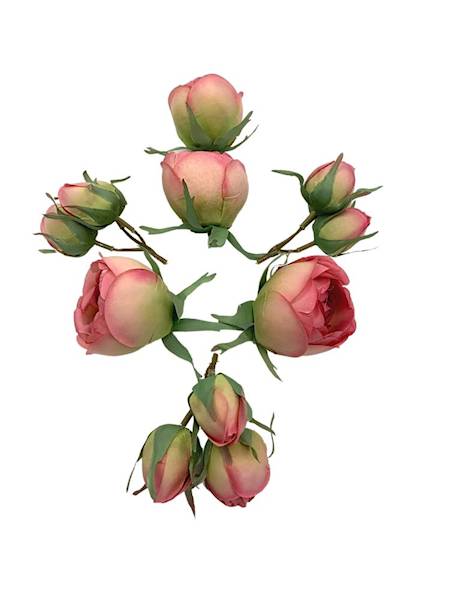 Róża główka komplet róż z zielonym