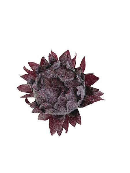 Karczoch omszony główka 8 cm bordo