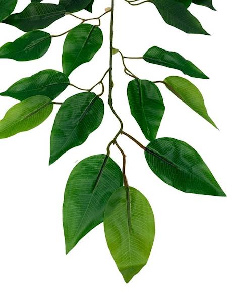 Fikus benjamin liść 67 cm zielony