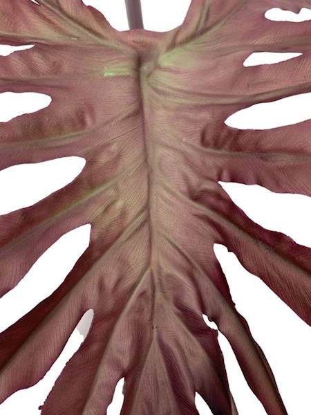 Liść filodendron XL 82 cm gumowy bordowy