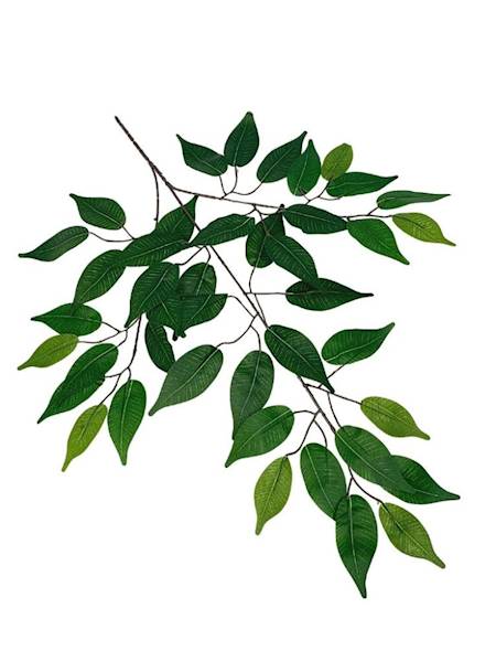 Fikus Benjamin liść 60 cm