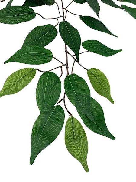 Fikus Benjamin liść 60 cm