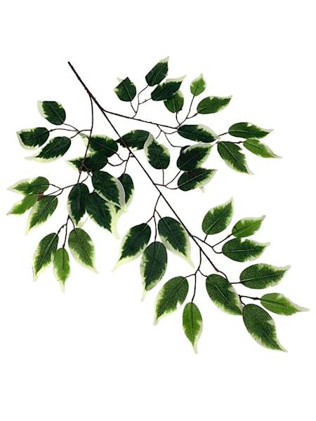 Fikus Benjamin liść 60 cm zielono kremowy