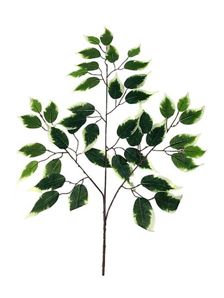 Fikus Benjamin liść 60 cm zielono kremowy