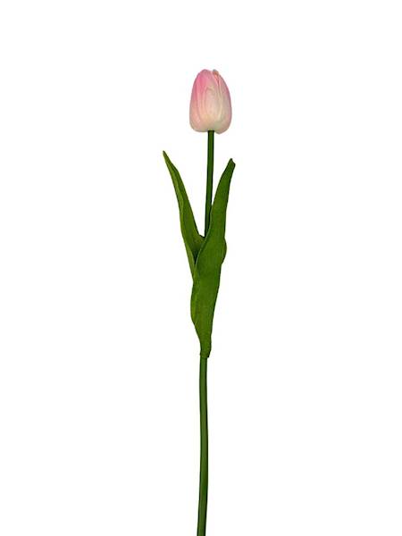 Tulipan piankowy 45 cm jasny róż