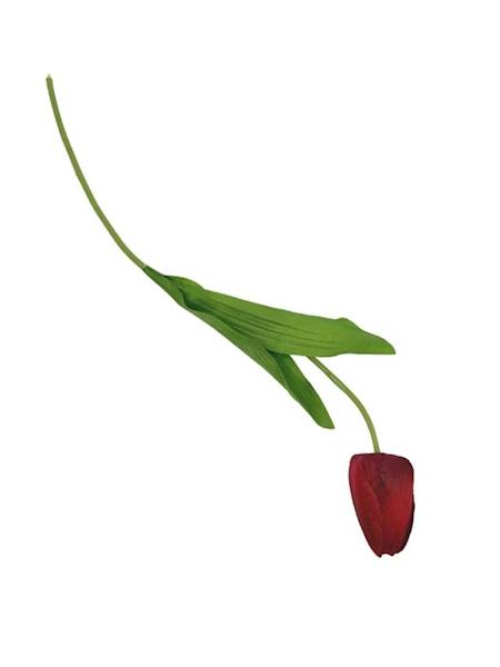 Tulipan gałązka 50 cm czerwony