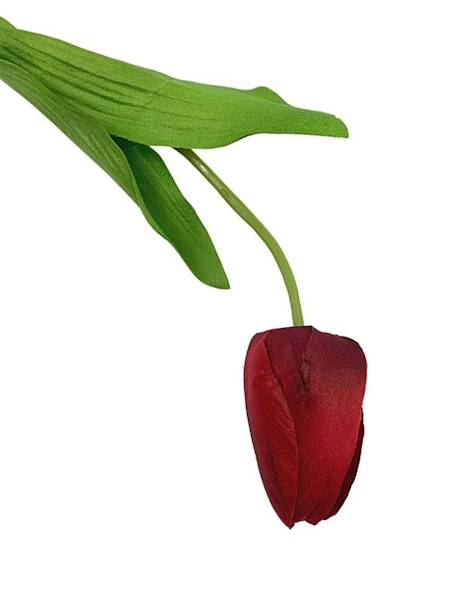 Tulipan gałązka 50 cm czerwony