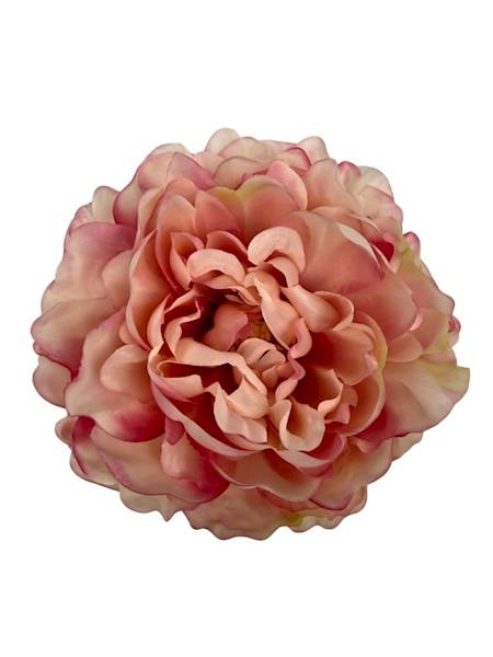 Piwonia główka 15 cm różowa