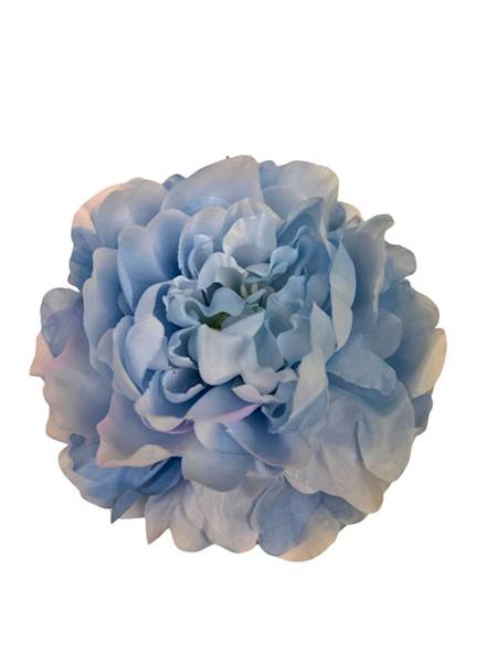Piwonia główka 15 cm jasno niebieska
