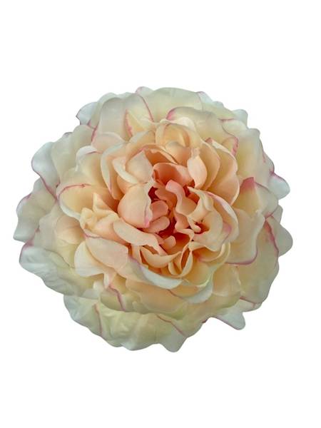 Piwonia główka 15 cm kremowa z różem