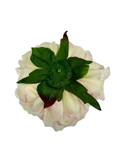 Piwonia główka 15 cm kremowa z różem