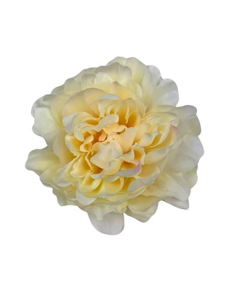 Piwonia główka 15 cm kremowa