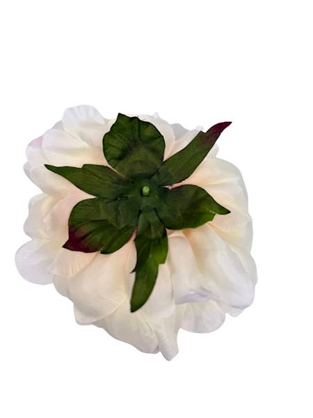 Piwonia główka 15 cm kremowa