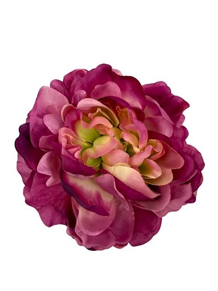 Piwonia główka 15 cm ciemny róż i zielony