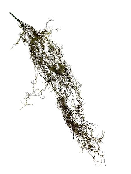 Tilancja zwis 90 cm zielony z bordowym