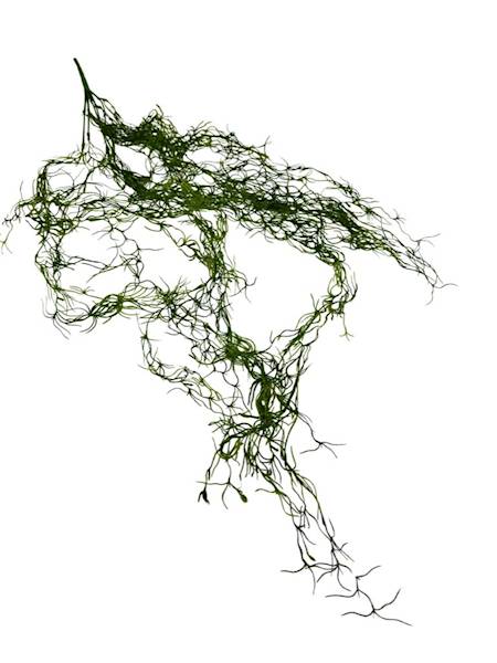 Tilancja zwis 90 cm zielony