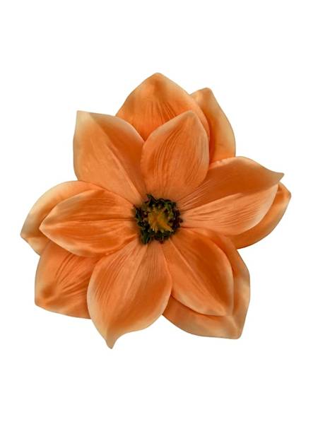 Magnolia główka 22 cm łososiowa