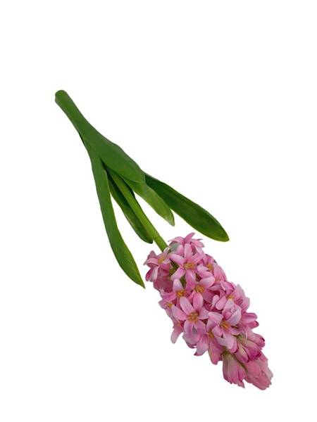 Hiacynt 40 cm jasny róż