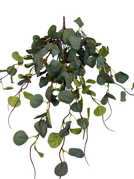 Bukiet eukaliptus  80 cm