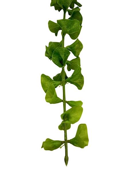 Molucella gałązka 93 cm