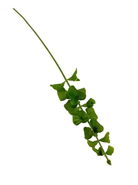 Molucella gałązka 65 cm