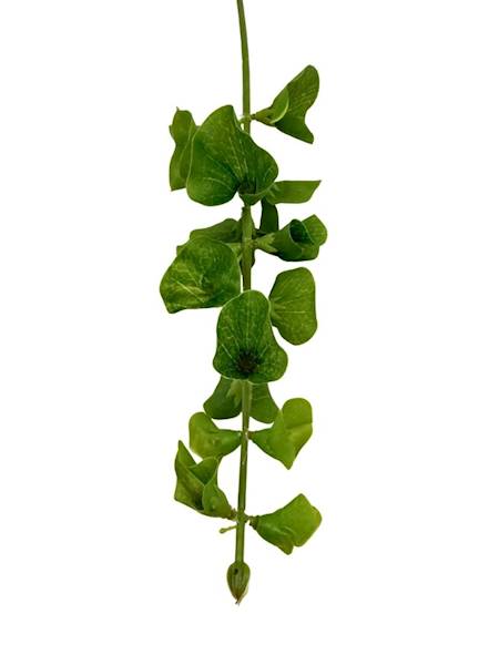 Molucella gałązka 65 cm