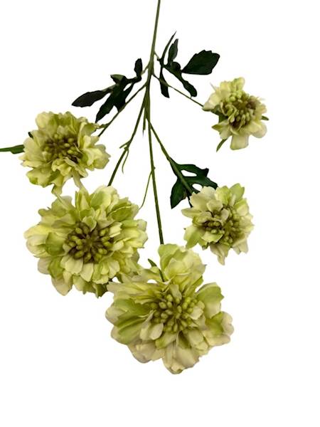 Cynia gałązka 65 cm zielona