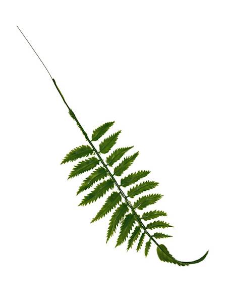 Paprotka liść 35 cm zielone