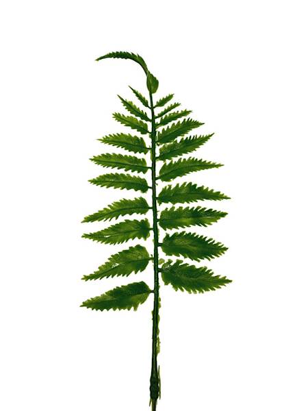 Paprotka liść 35 cm zielone