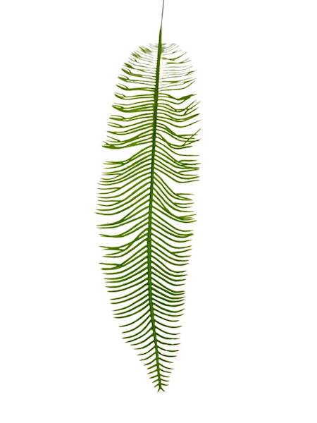 Paproć liść 54 cm jasno zielona