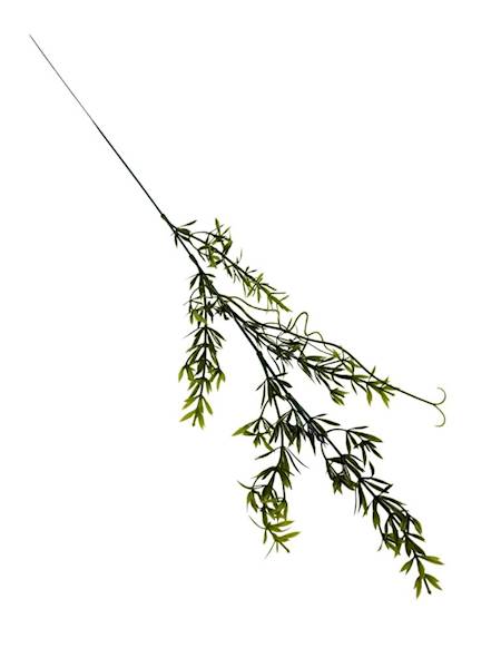 Asparagus gałązka 60 cm