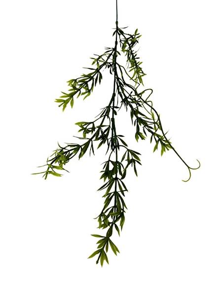 Asparagus gałązka 60 cm