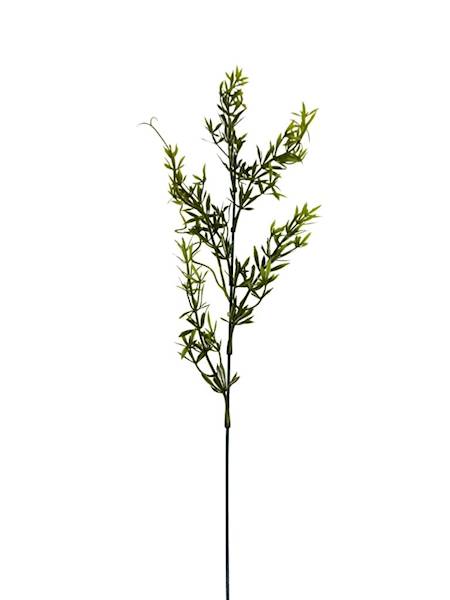 Asparagus gałązka 60 cm