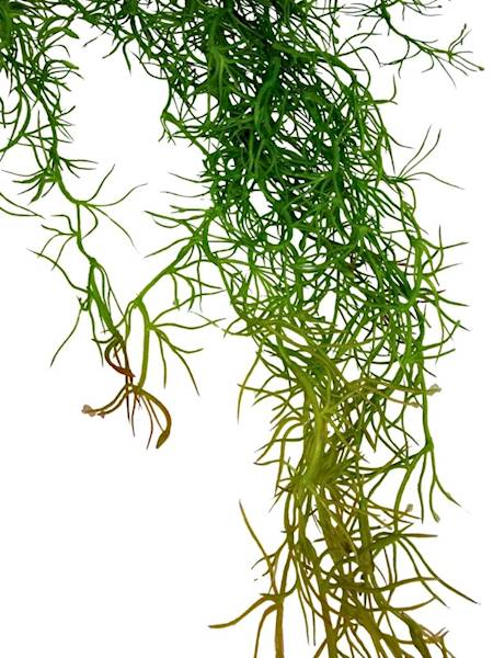 Tilancja zwis 100 cm zielona